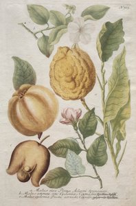 Phytanthoza iconographia: nro 703.