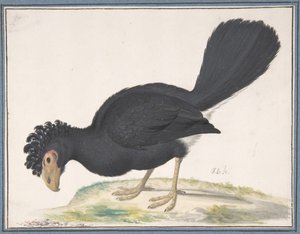 Musta Curassow, n.d. tekijältä Johannes Bronckhorst