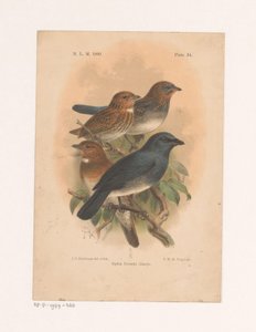 Neljä lintua oksalla Siphia Everetti Sharpe (otsikko esineessä) tekijältä Johannes Gerardus Keulemans