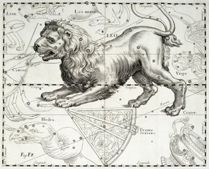 Leijona, leijonan tähtikuvio, kuvitus Johann Heveliuksen (1611-1687) tähtien kartasta Firmamentum Sobiescianum sive Uranographia, Gdansk