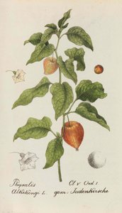 Sveitsin kasvien kokoelma, 1825-1846. tekijältä Johannes Jacob Hegetschweiler