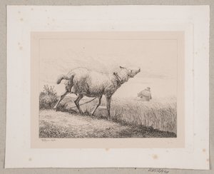 Lumoava lammas