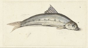 gondoli tekijältä Johannes le Francq van Berkhey