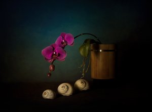 Violetti orkideat – asetelma