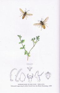 Ankkuri Faced tai Red Wasp, Nature in Britain julkaissut Collins tekijältä John (after) Curtis