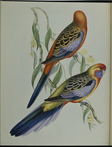 Adelaiden papukaija (Platycercus Adelaidiae) (käsinvärinen lito) tekijältä John (after) Gould