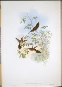 Adolfin erakko (Phaethornis Adolphi) (käsinvärinen lito) tekijältä John (after) Gould