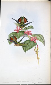 Liittoutuneiden erakko (Glaucus affinis) (käsinvärinen lito) tekijältä John (after) Gould