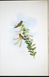 Amaura erakko (Phaethornis Amaura) (käsinvärinen lito) tekijältä John (after) Gould