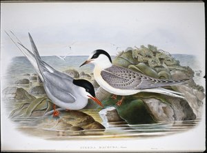 Jäätiira (Sterna Macrura) (käsinvärinen lito) tekijältä John (after) Gould