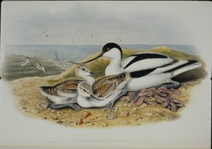 Avocet (Recurvirostra Avocetta) (käsin värjätty litografia) tekijältä John (after) Gould