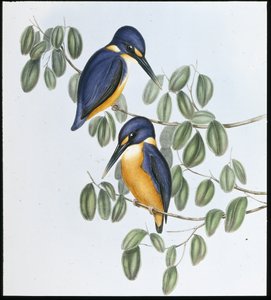 Azure Kingfisher (Alcyone Azurea) (käsinvärinen lito) tekijältä John (after) Gould