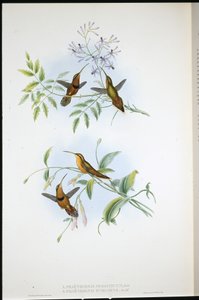 Vyö erakko (Phaethornis Nigrocinctus) ja piispan erakko (Phaethornis Episcopus) (käsinvärinen litho) tekijältä John (after) Gould