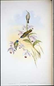 Mustakorvakolibri (Heliopaedica Melanotis) (käsin värjätty litografia) tekijältä John (after) Gould