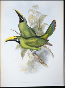 Mustakurkkutukaani (Aulacoramphus Atrogularis) (käsin värjätty litografia) tekijältä John (after) Gould