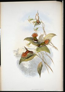 Sinipäinen safiiri (eucephala grayi) (käsinvärinen lito) tekijältä John (after) Gould