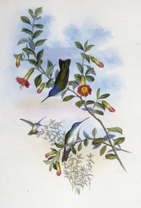 Sinikaulainen Azure Crown (Cyanomyia Cyanocollis) (käsinvärinen lito) tekijältä John (after) Gould