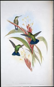 Sinipyrstö-mango-kolibri (Lampornis Viridis) (käsinvärinen lito) tekijältä John (after) Gould