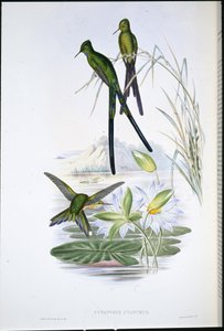 Blue-tailed Sylph (Cynanthus Cyanurus) (käsinvärinen lito) tekijältä John (after) Gould