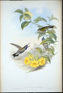 Sinikurkku Cazique (Delatria Clemenciae) (käsinvärinen lito) tekijältä John (after) Gould