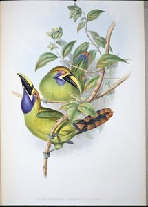 Sinikurkkutukaani (Aulacoramphus Caeruleogularis) (käsinvärinen lito)