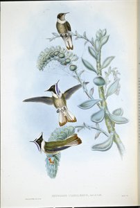 Sinikurkku Hlemte Crest (Oxypogon Cyanolaemus) (käsinvärinen lito) tekijältä John (after) Gould