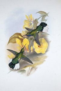 Sinikurkku Sabre-wing (Campylopterus Ensipennis) (käsinvärinen lito) tekijältä John (after) Gould