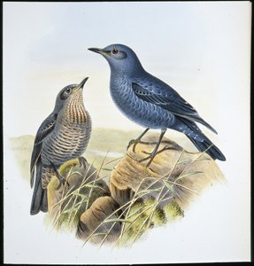 Sininen kivirastas (Petrocossyphus Cyanus) (käsinvärinen lito) tekijältä John (after) Gould