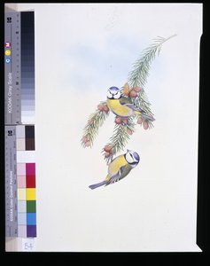 Sinitiainen (Parus Caeruleus) (käsinvärinen litho) tekijältä John (after) Gould