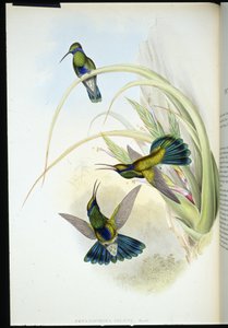 Bolivian violetti korva (Petasophora Iolata) (käsinvärinen lito) tekijältä John (after) Gould