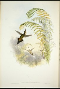 Bourcierin erakko (Phaethornis Bourcieri) (käsin värjätty litografia) tekijältä John (after) Gould