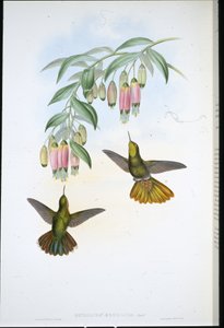 Brassy Tail (Metallura Aeneicauda) (käsinvärinen lito) tekijältä John (after) Gould