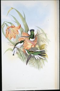 Brasilialainen keiju (Heliothrix Auriculatus) (käsinvärinen lito) tekijältä John (after) Gould