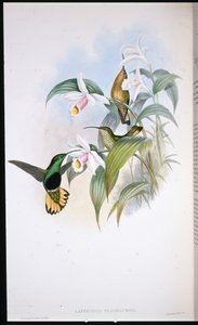 Buff-tailed Velvet-rinta (Lafresnaya Flavicaudata) (käsinvärinen litho) tekijältä John (after) Gould