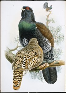 Metso (Tetrao Urogallus) (käsinvärinen lito) tekijältä John (after) Gould