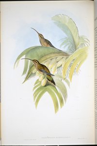 Cayennen erakko (Phaethornis Superciliosus) (käsinvärinen lito) tekijältä John (after) Gould