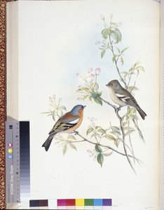 Peppusu (Fringilla Caelebs) (käsinväriset jäsenet) tekijältä John (after) Gould