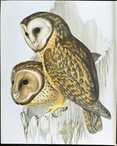 Kastanjapöllö (Strix Castanops) (käsinvärinen lito) tekijältä John (after) Gould