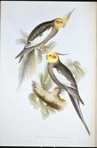 Kakadu-papukaija (Nymphicus Novae-Hollandiae ) (käsin värjätty litografia) tekijältä John (after) Gould