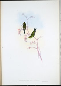 Kolumbialainen smaragdi (Chlorostilbon Angustipennis) (käsinvärinen lito) tekijältä John (after) Gould