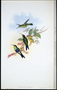Kolumbialainen panopliitti / Coulmbian Wood-nymfi (Thalurania Colombica) (käsinvärinen lito) tekijältä John (after) Gould