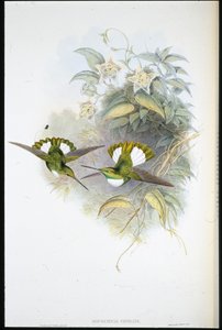 Conradin inka (Bourcieria Conradi) (käsin värjätty litografia) tekijältä John (after) Gould