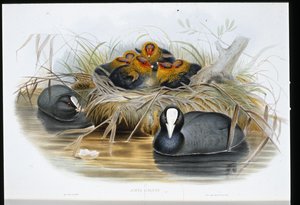 Kottarainen (Fulica Atra) (käsin värjätty litografia) tekijältä John (after) Gould
