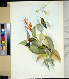 Kuparivatsainen pöyhkyjalka (eriocnemis cupreiventris) (käsinvärinen lito) tekijältä John (after) Gould