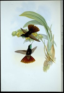 Kuparipyrstö (Metallura Cupreicauda) (käsinvärinen lito) tekijältä John (after) Gould