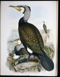 Merimetso (Phalacrocorax Carbo) (käsinvärinen lito) tekijältä John (after) Gould