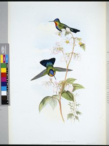 Costa Rican kolibri (Panterpeinsignis) (käsinvärinen lito) tekijältä John (after) Gould