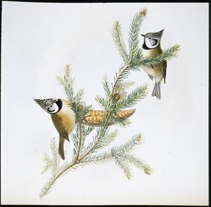 Harjatiainen (Parus Cristatus) (käsinvärinen litho) tekijältä John (after) Gould