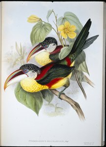 Pteroglossus Beauharnaisi (käsin värjätty litografia) (käsin värjätty litografia) tekijältä John (after) Gould