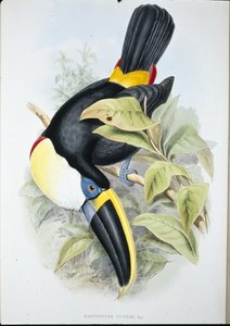 Cuvier